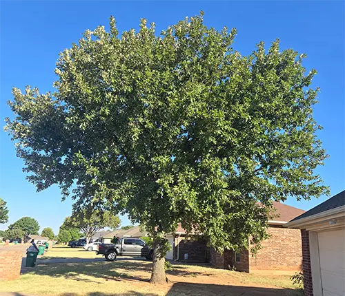 Tree Trimming from Smith’s Lawn and Tree Service